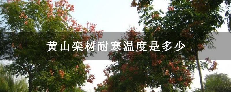 黃山欒樹耐寒溫度是多少 黃山欒樹耐寒溫度是多少