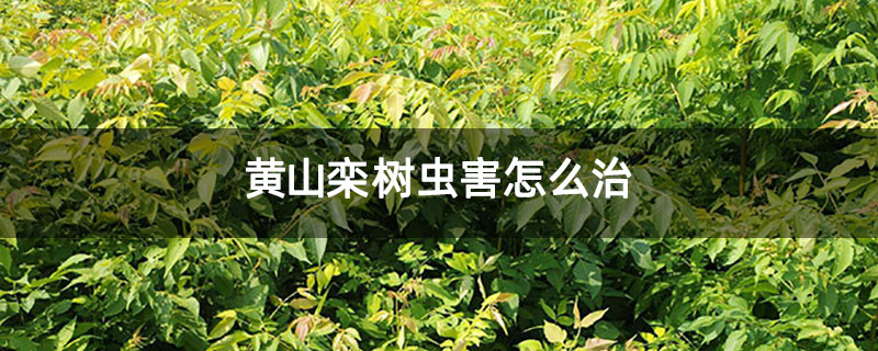 黃山欒樹蟲害怎么治 黃山欒樹蟲害怎么治