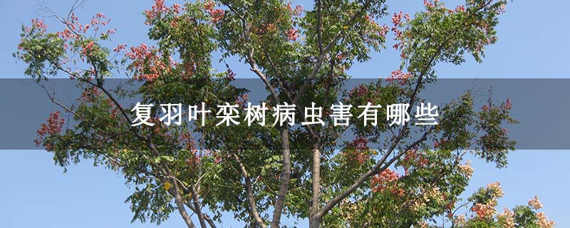 復羽葉欒樹病蟲害有哪些 復羽葉欒樹病蟲害有哪些