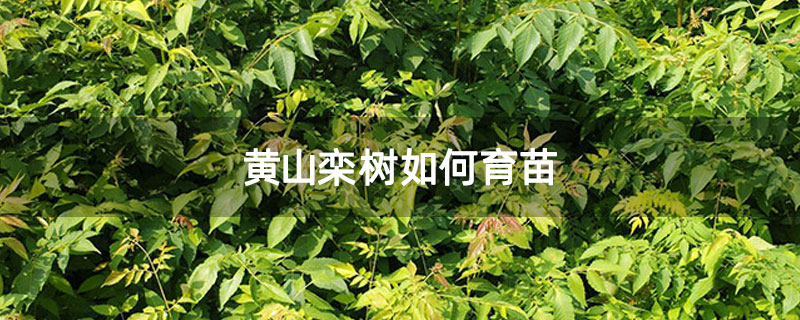 黃山欒樹如何育苗 黃山欒樹如何育苗