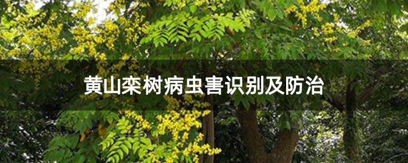 黃山欒樹病蟲害識別及防治 黃山欒樹病蟲害識別及防治