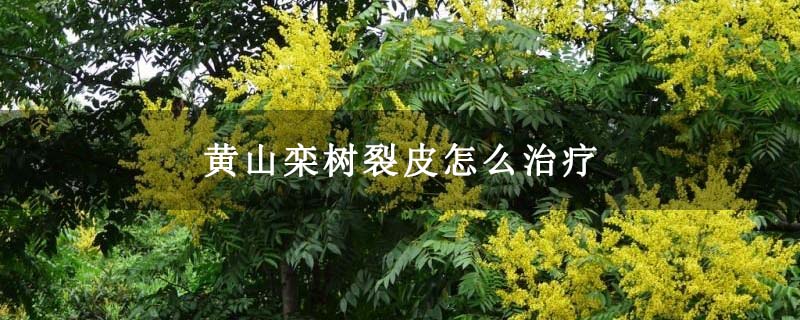 黃山欒樹裂皮怎么治療 黃山欒樹裂皮怎么治療