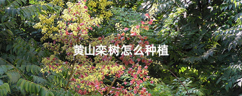 黃山欒樹怎么種植 黃山欒樹怎么種植