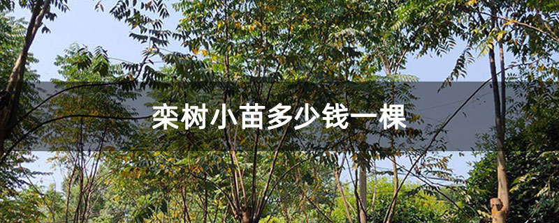 欒樹小苗多少錢一棵 欒樹小苗多少錢一棵