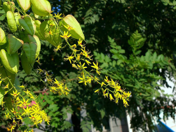 欒樹花 欒樹花