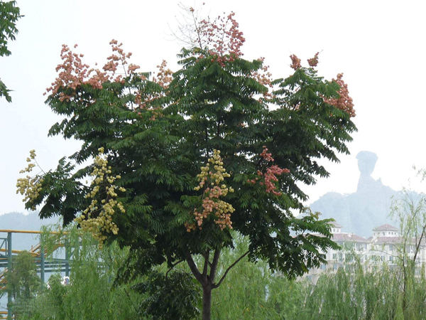欒樹 欒樹