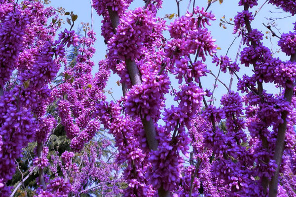 紫荊1.jpg