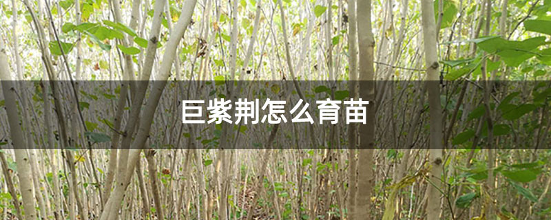 巨紫荊怎么育苗 巨紫荊怎么育苗