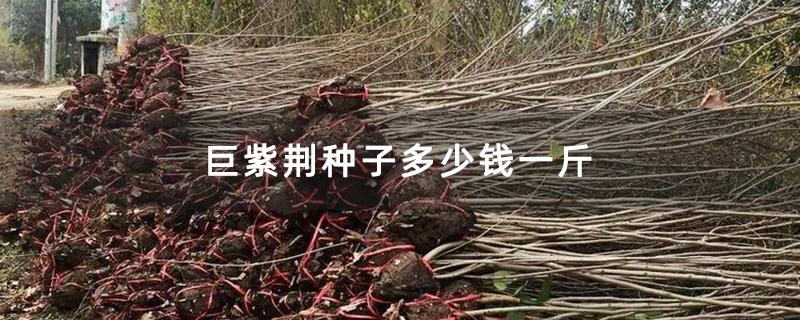 巨紫荊種子多少錢一斤 巨紫荊種子多少錢一斤