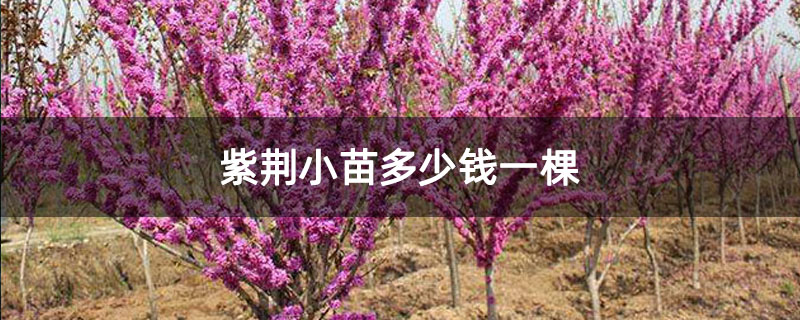 紫荊小苗多少錢一棵 紫荊小苗多少錢一棵