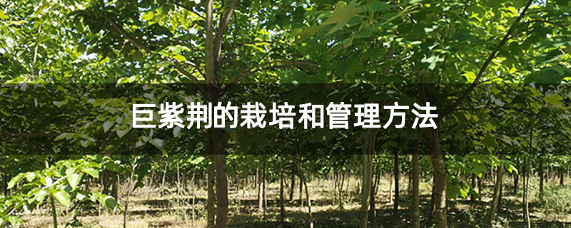 巨紫荊的栽培和管理方法 巨紫荊的栽培和管理方法