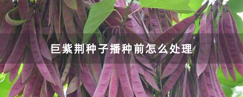 巨紫荊種子播種前怎么處理 巨紫荊種子播種前怎么處理