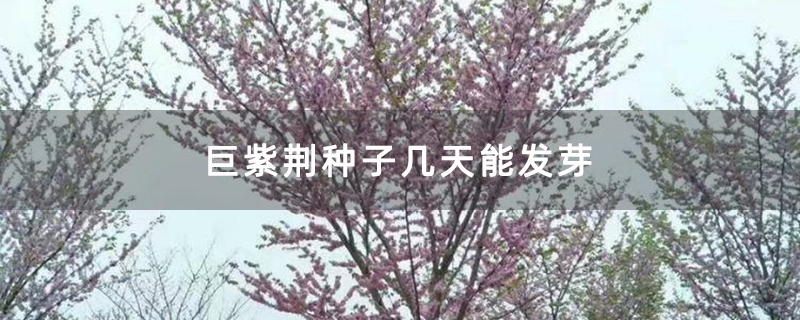 巨紫荊種子幾天能發芽