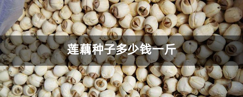 蓮藕種子多少錢一斤 蓮藕種子多少錢一斤