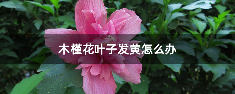 木槿花葉子發黃怎么辦 木槿花葉子發黃怎么辦