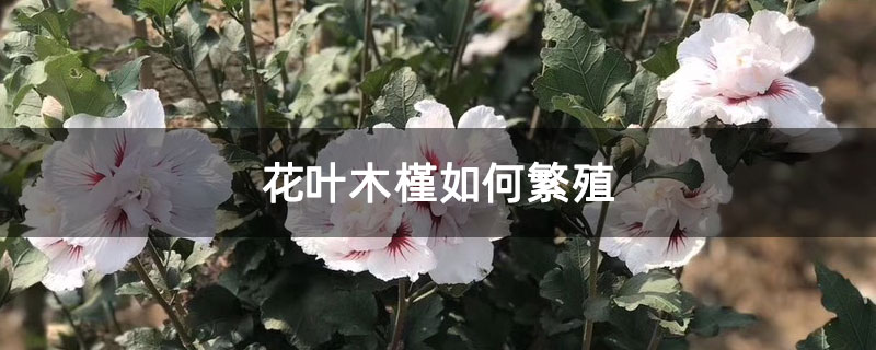 花葉木槿如何繁殖 花葉木槿如何繁殖
