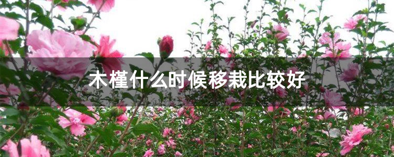木槿什么時候移栽比較好 木槿什么時候移栽比較好