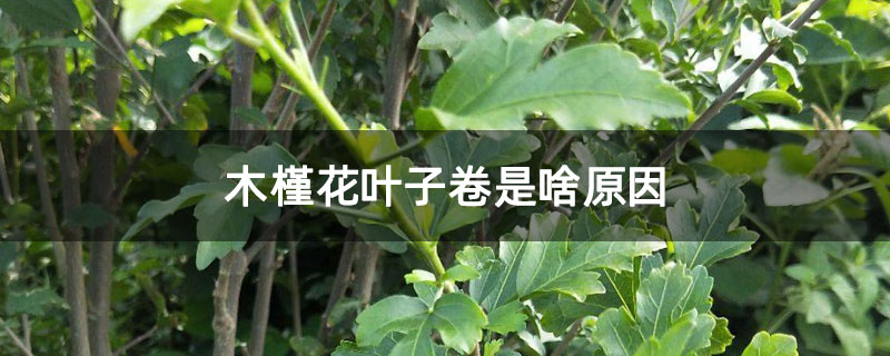 木槿花葉子卷是啥原因