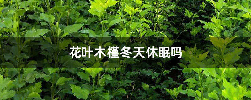 花葉木槿冬天休眠嗎 花葉木槿冬天休眠嗎