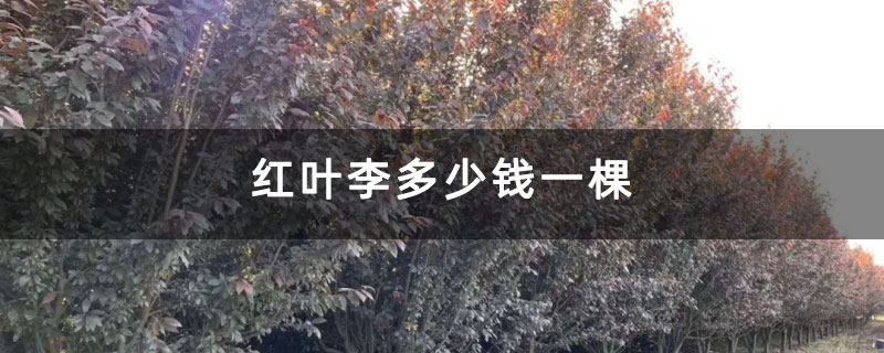 紅葉李多少錢一棵 紅葉李多少錢一棵