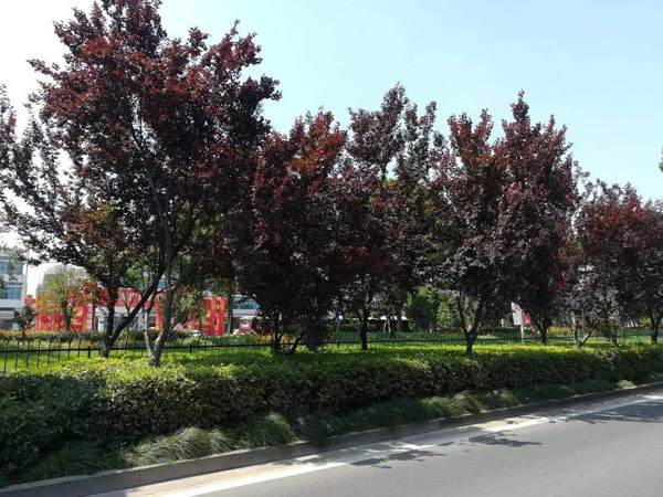 紅葉李綠化樹 紅葉李綠化樹