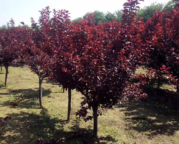 紅葉李 紅葉李