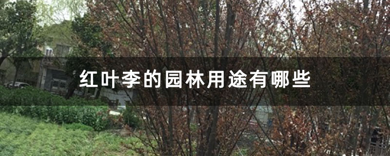 紅葉李的園林用途有哪些 紅葉李的園林用途有哪些