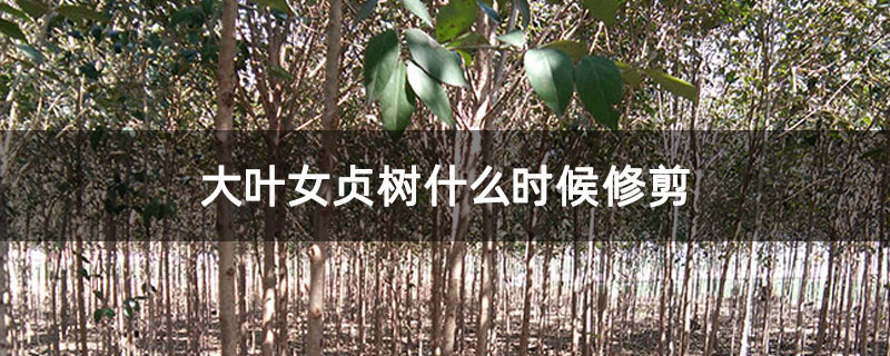 大葉女貞樹什么時候修剪