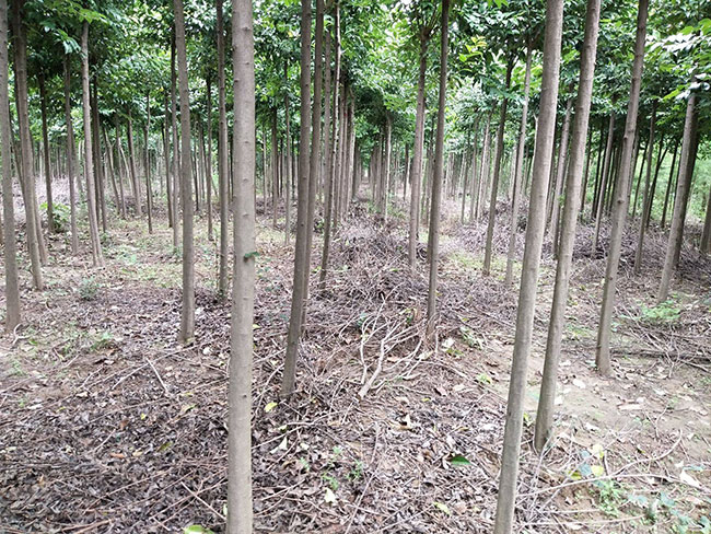 大葉女貞種子如何種植技術?大葉女貞種植管理技術 大葉女貞種子如何種植技術?大葉女貞種植管理技術