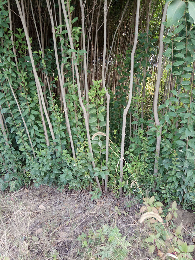 大葉女貞價格多少錢一棵?大葉女貞的種植方法 大葉女貞價格多少錢一棵?大葉女貞的種植方法