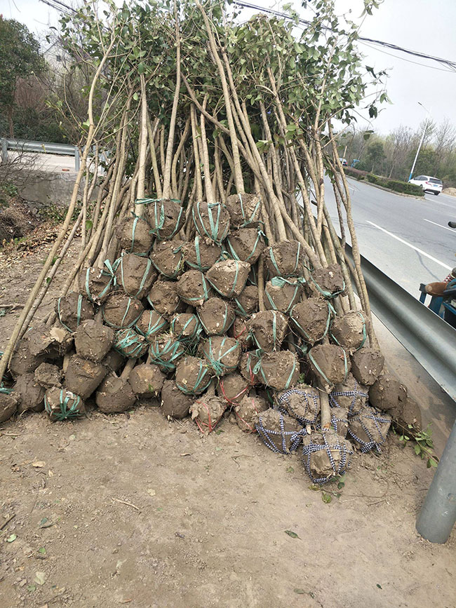 大葉女貞價格多少錢一棵?大葉女貞的種植方法 大葉女貞價格多少錢一棵?大葉女貞的種植方法