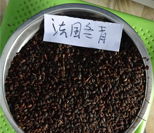 法國冬青種子 法國冬青種子