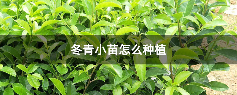 冬青小苗怎么種植 冬青小苗怎么種植