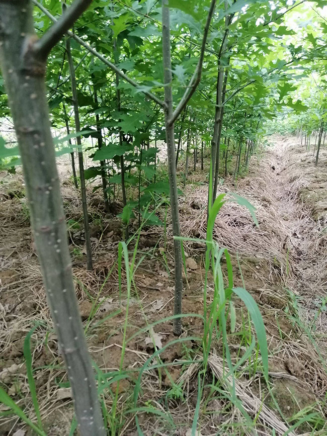 娜塔櫟需要什么肥料?娜塔櫟施肥與管理方法 娜塔櫟需要什么肥料?娜塔櫟施肥與管理方法