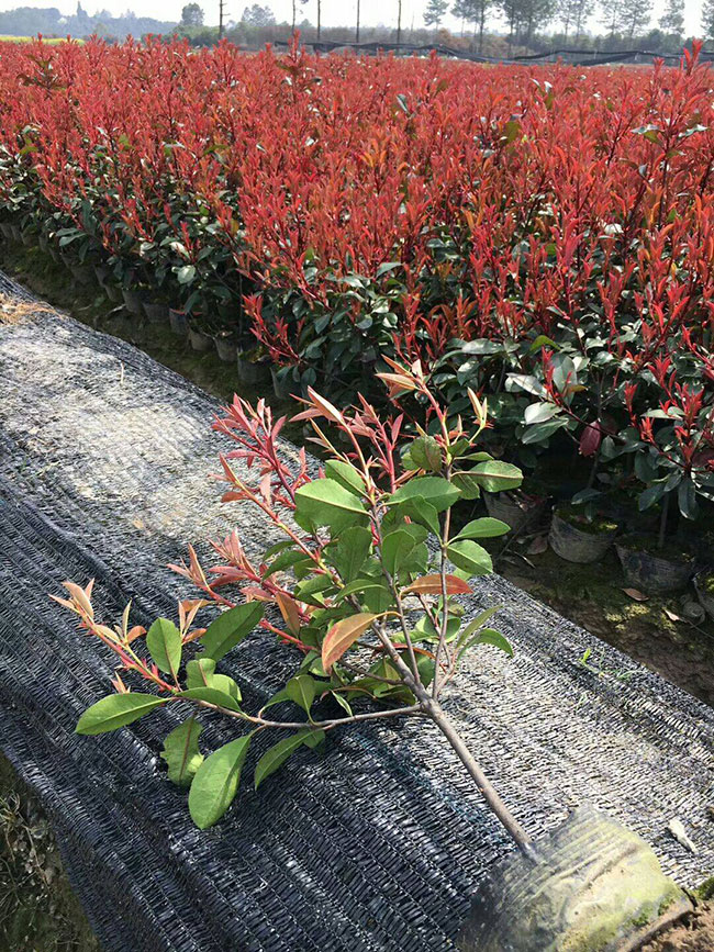 紅葉石楠球冬季如何防護?紅葉石楠冬季養護方法 紅葉石楠球冬季如何防護?紅葉石楠冬季養護方法