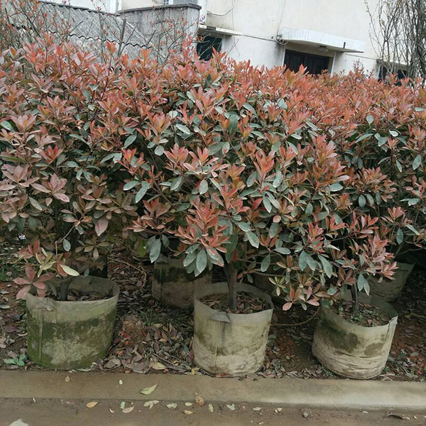 紅葉石楠 紅葉石楠