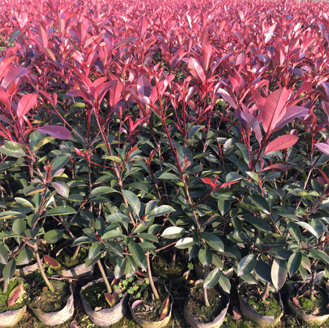 紅葉石楠樹多少錢一棵? 紅葉石楠樹多少錢一棵?