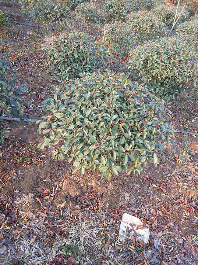 紅葉石楠球如何種植?紅葉石楠球種植技術及注意事項 紅葉石楠球如何種植?紅葉石楠球種植技術及注意事項