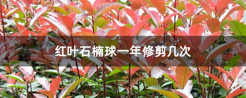 紅葉石楠球一年修剪幾次 紅葉石楠球一年修剪幾次