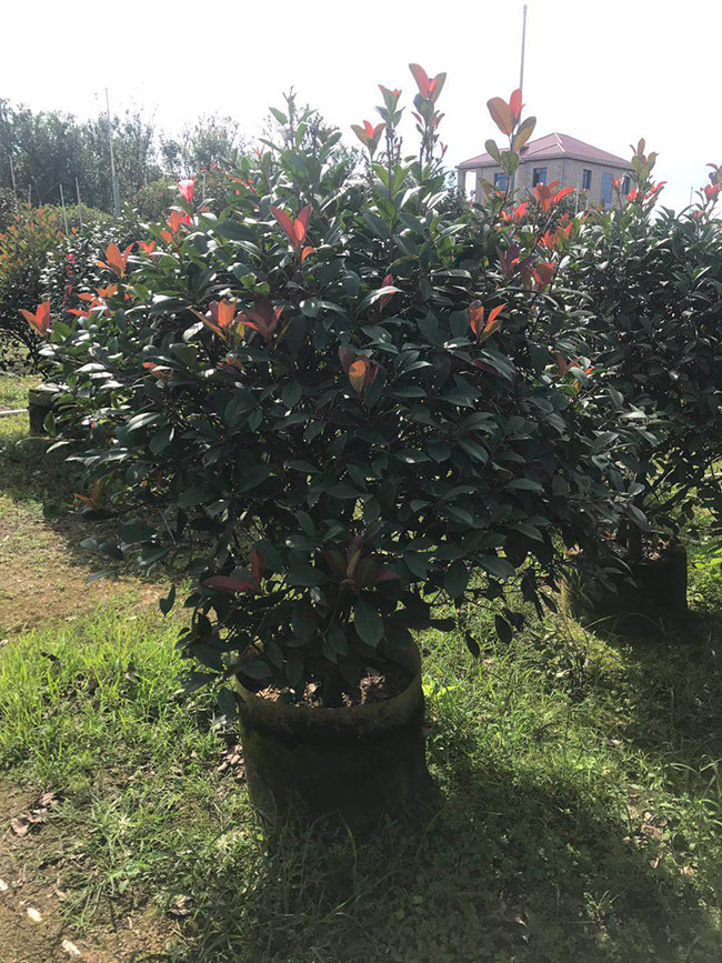 紅葉石楠 紅葉石楠