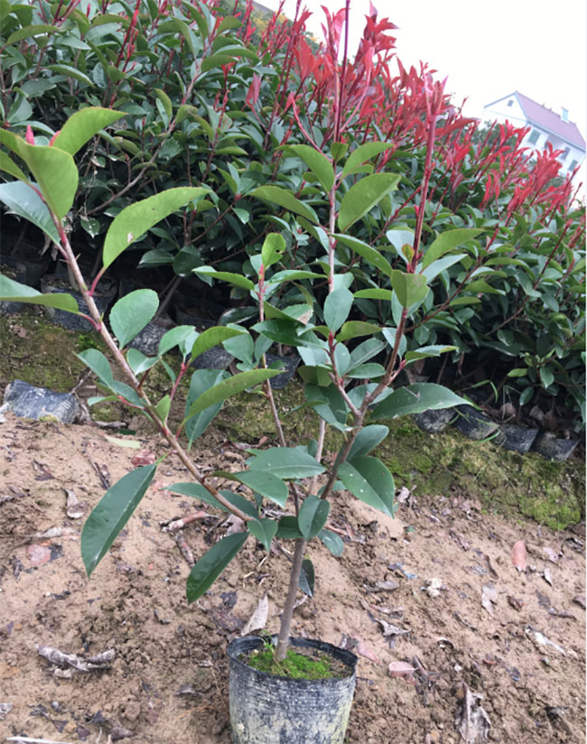 紅葉石楠 紅葉石楠