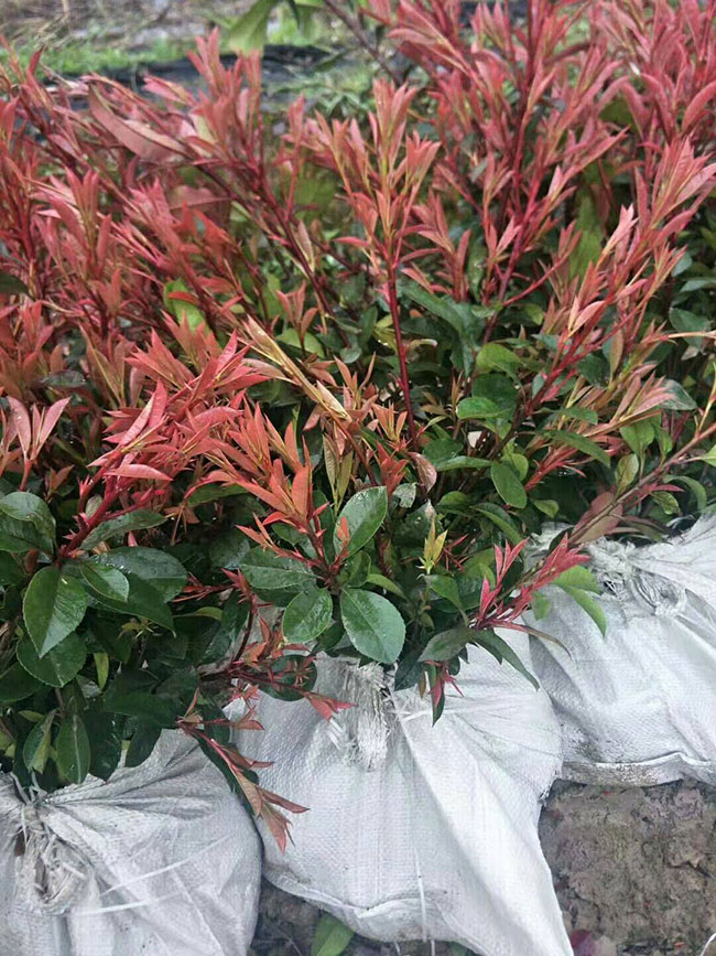 紅葉石楠怎樣修剪成球?紅葉石楠球修剪技術 紅葉石楠怎樣修剪成球?紅葉石楠球修剪技術
