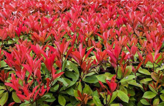 紅葉石楠 紅葉石楠