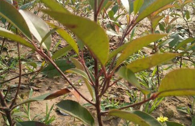紅葉石楠 紅葉石楠