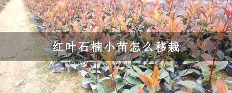 紅葉石楠小苗怎么移栽 紅葉石楠小苗怎么移栽