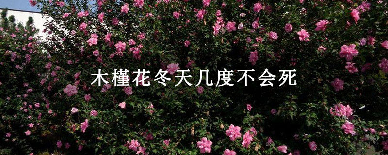 木槿花冬天幾度不會死 木槿花冬天幾度不會死
