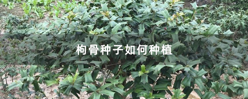 枸骨種子如何種植