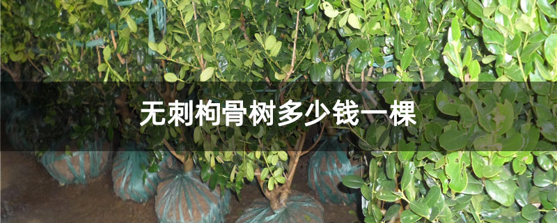 無刺枸骨樹多少錢一棵 無刺枸骨樹多少錢一棵