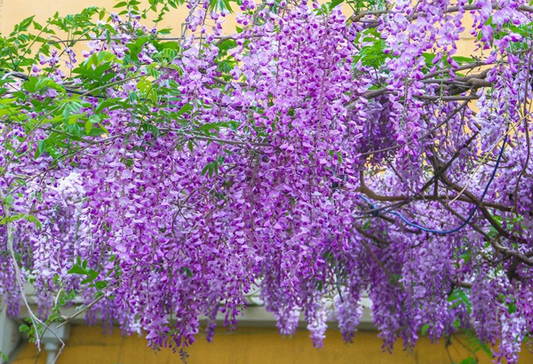 紫藤開花 紫藤開花