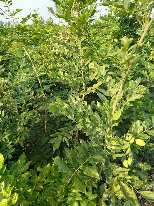 紫藤苗多少錢一棵